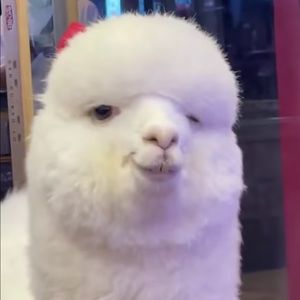 Meet your Posher, Kevin ruedas